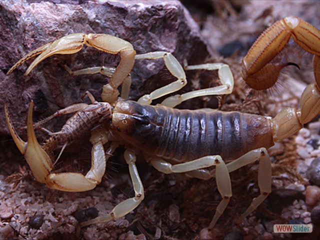 scorpion and cricket
