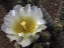 cactus tissue flower